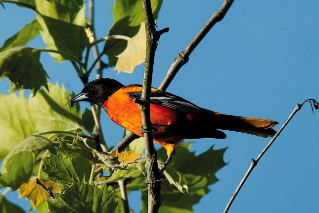 How to flap your way into the Baltimore Orioles' Bird Bath